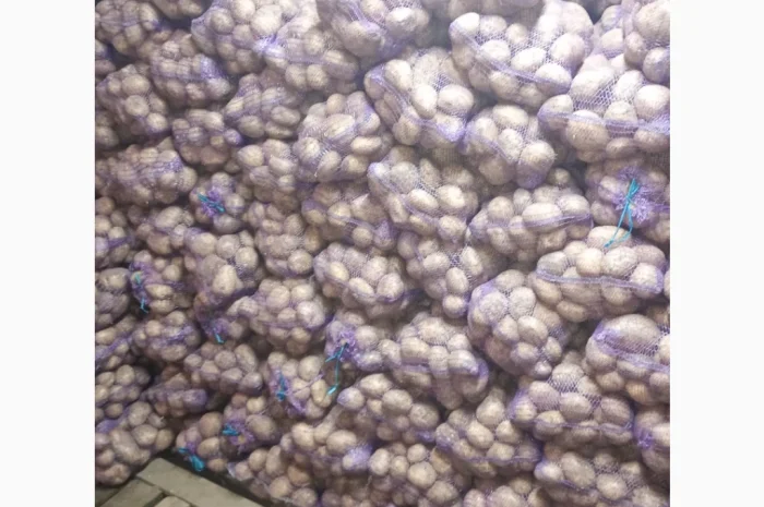 Продаю картофель красных и белых сортов- фото № 5