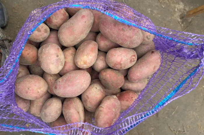 Продаж посадкової картоплі сорту Есмі- фото № 2