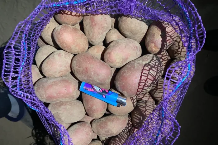 Продаж посадкової картоплі сорту Есмі- фото № 3