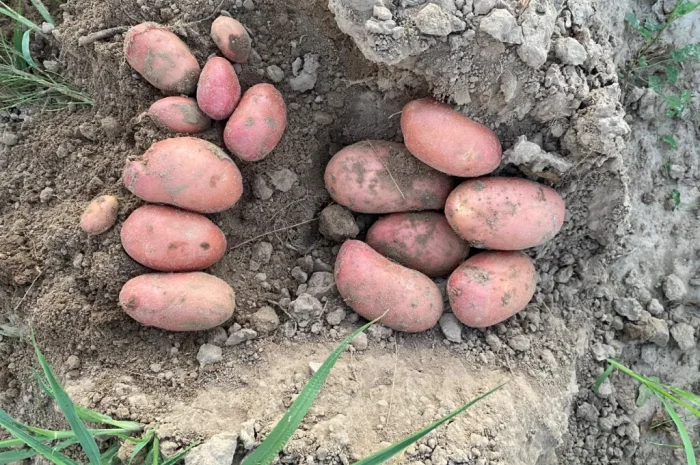 Продаж посадкової картоплі сорту Есмі- фото № 4