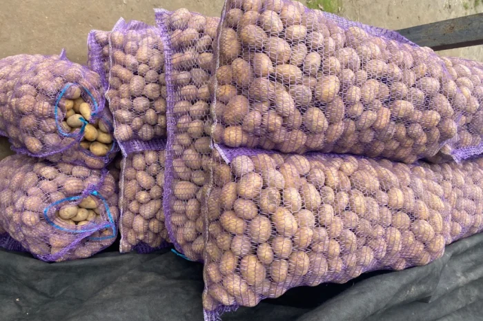 Продаю посадкову картоплю сорту Мелоді- фото № 1