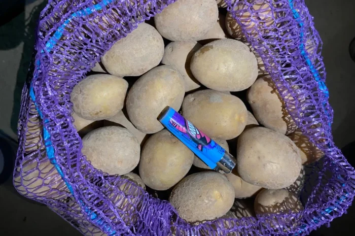 Продаю посадкову картоплю сорту Мелоді- фото № 3