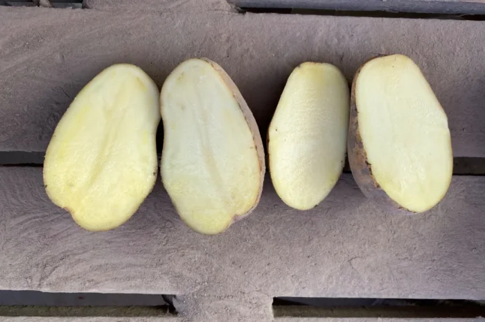 Продаю посадкову картоплю сорту Мелоді- фото № 5