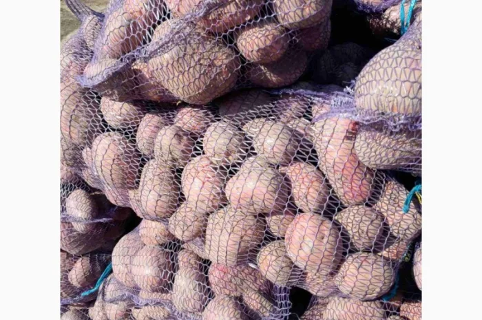 Продаємо картоплю сорт білароса- фото № 2