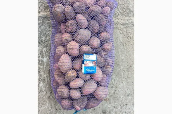 Продаємо картоплю сорт білароса- фото № 3