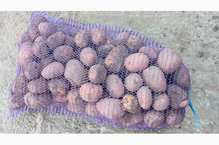 Продаємо картоплю сорт білароса- фото № 4