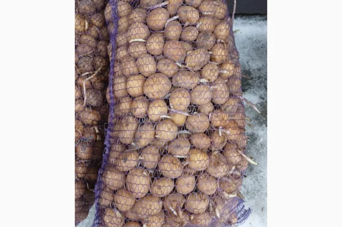 Продажа насиннєвої картоплі сорту Рів'єра- фото № 1