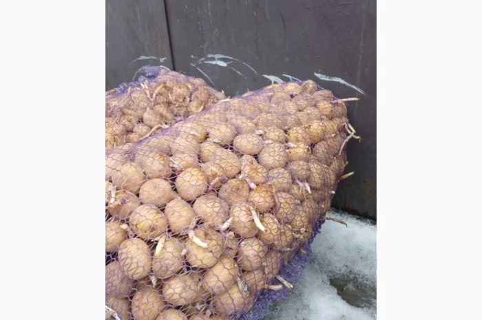 Продажа насиннєвої картоплі сорту Рів'єра- фото № 2