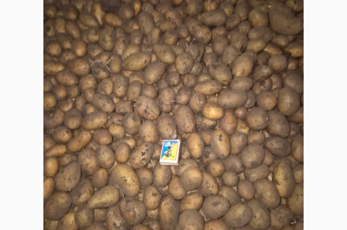 Пропонується семенний картопля сортів Арізона, Рів'єра, Королева Анна та Гранада- фото № 1