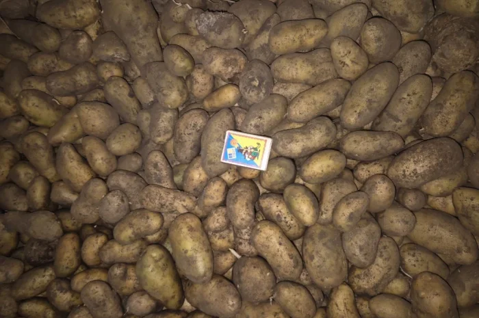 Пропонується семенний картопля сортів Арізона, Рів'єра, Королева Анна та Гранада- фото № 2