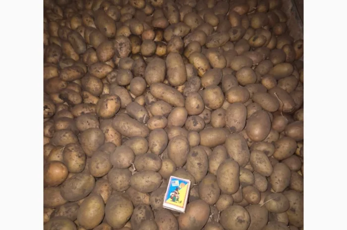 Пропонується семенний картопля сортів Арізона, Рів'єра, Королева Анна та Гранада- фото № 4