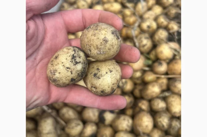 Продажа посадочного картофеля различных сортов- фото № 1