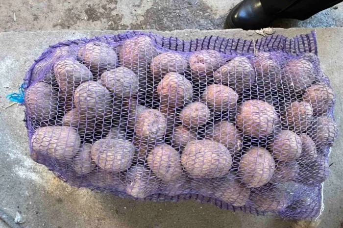 Продаю картоплю сорту Белла роса- фото № 1