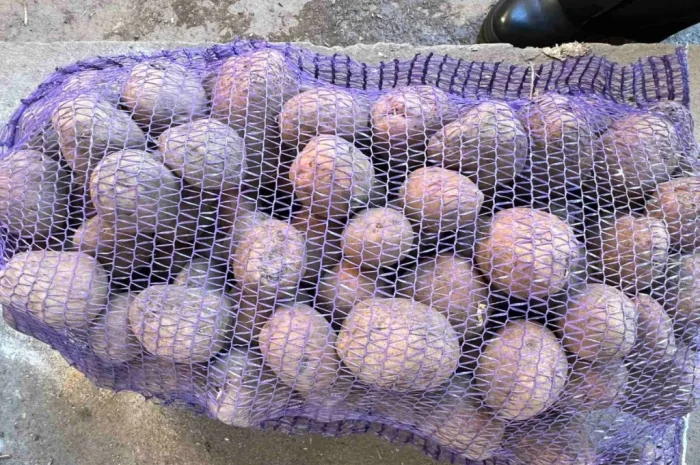 Продаю картоплю сорту Белла роса- фото № 2