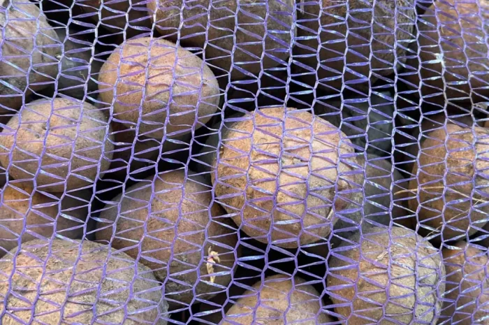 Продаю картоплю сорту Белла роса- фото № 3