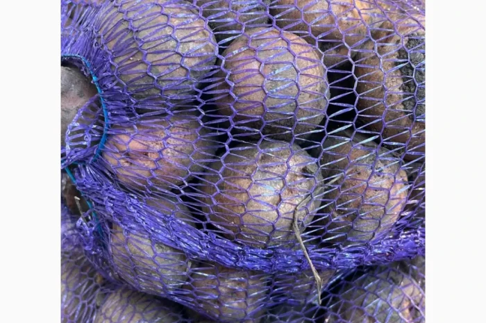 Продаю картоплю сорту Белла роса- фото № 4