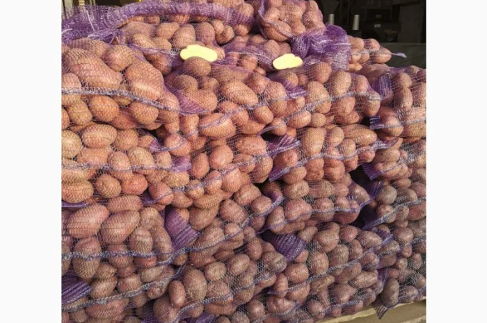 Куплю картоплю сорту Рікардо- фото № 2