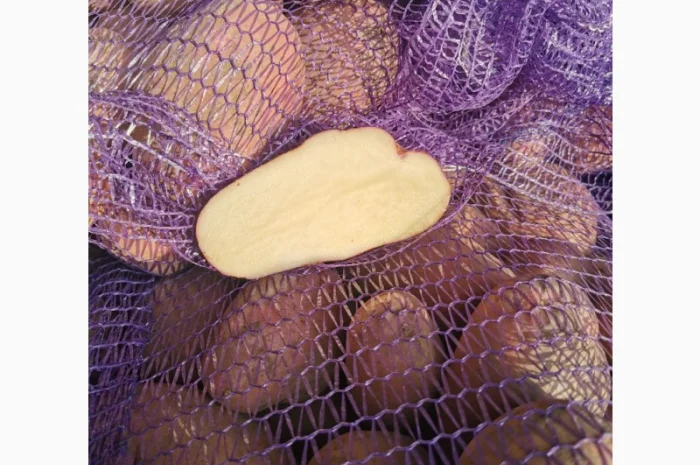 Куплю картоплю сорту Рікардо- фото № 6