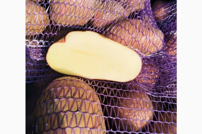 Куплю картоплю сорту Рікардо- фото № 7