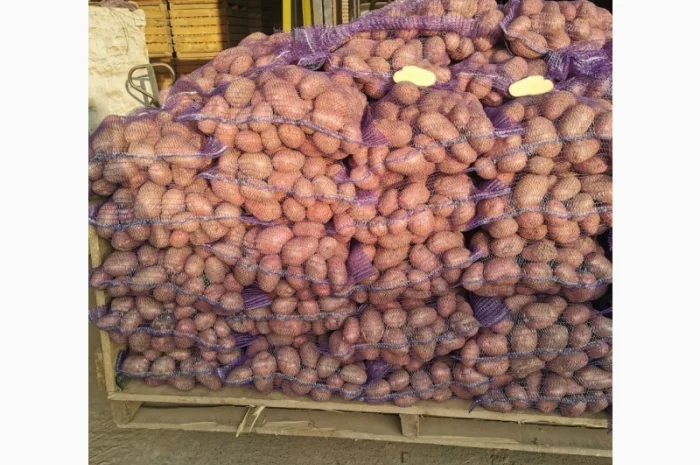 Куплю картоплю сорту Рікардо- фото № 8