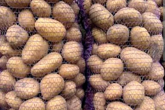 Продаж картоплі сорту Коннект- фото № 1