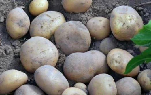 Продаж картоплі сорту Коннект- фото № 2