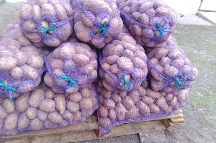 Продаж картоплі сорту Коннект- фото № 4