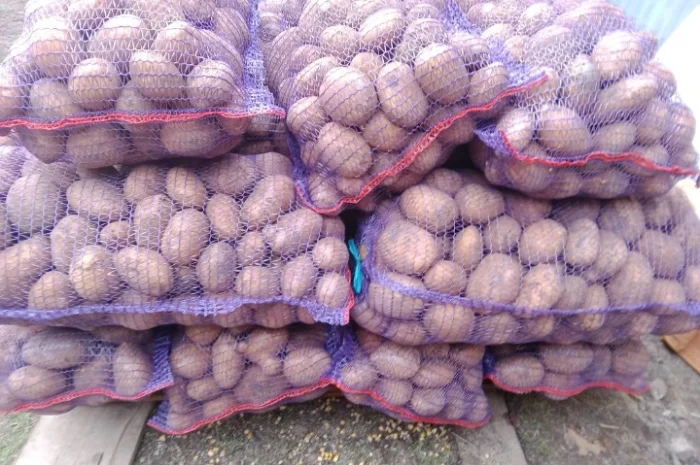 Продаж картоплі сорту Коннект- фото № 5