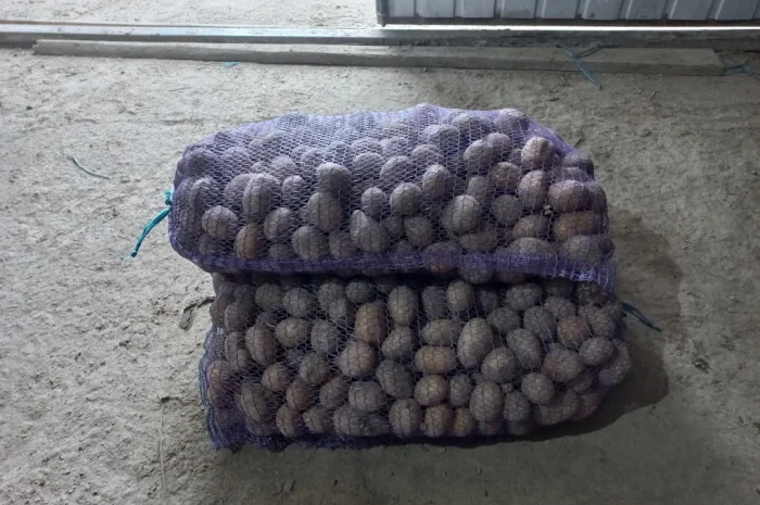 Посадкова картопля сорт Балтик Роуз на продаж- фото № 1