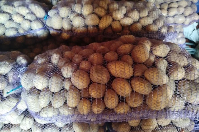 Пропонується товарна жовта картопля- фото № 2