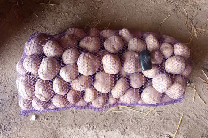 Продажа товарной картошки- фото № 1