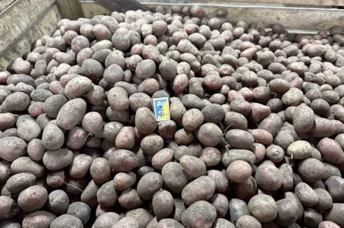 Продаем семенной картофель- фото № 1