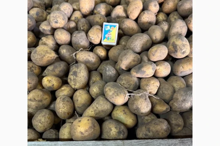 Продаем семенной картофель- фото № 2