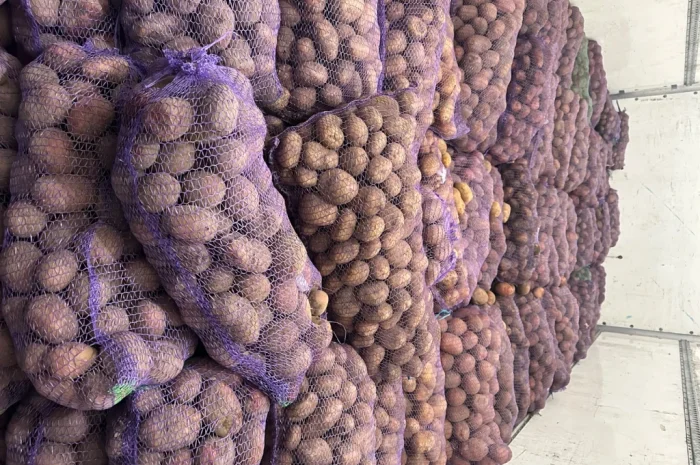 Купити картоплю та моркву- фото № 2