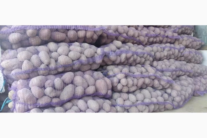 Купити картоплю та моркву- фото № 4