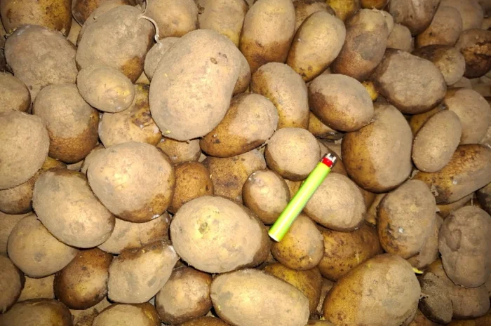 Картофель Посадочный Константа и Доната- фото № 3