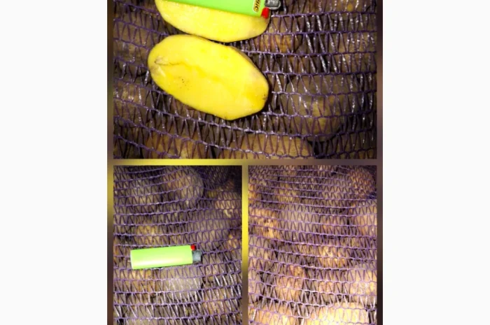 Картофель Посадочный Константа и Доната- фото № 1