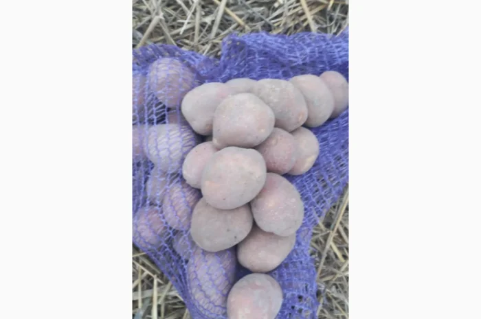 Продаж насіннєвої картоплі сорту Королева Анна- фото № 3