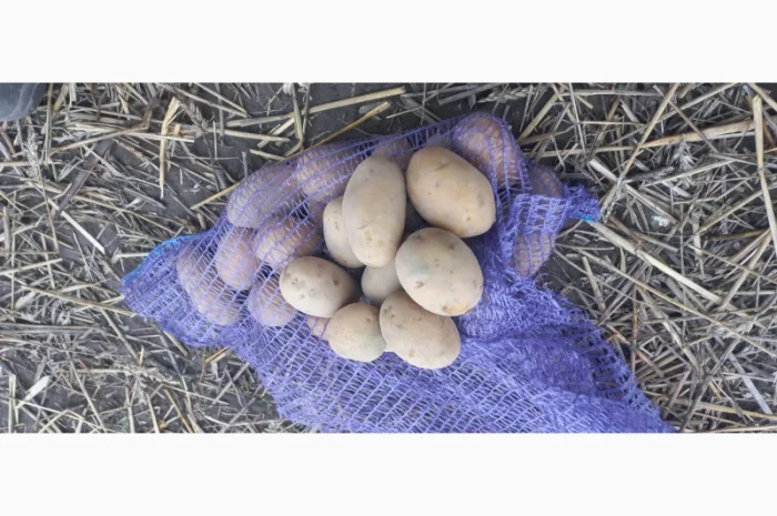 Продаж насіннєвої картоплі сорту Королева Анна- фото № 4