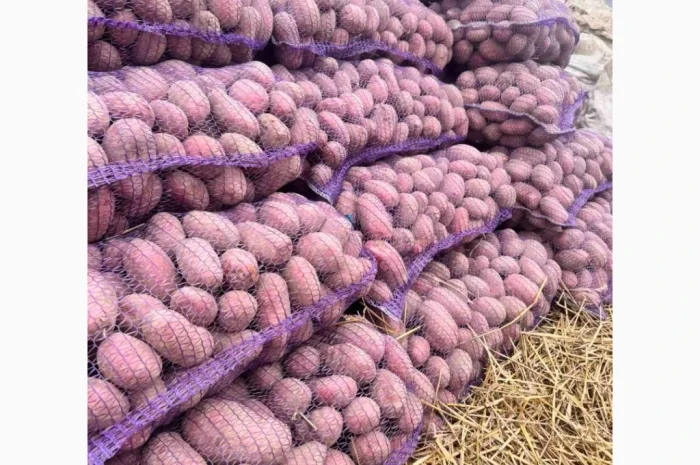 Продаж насіннєвої картоплі сорту Королева Анна- фото № 5