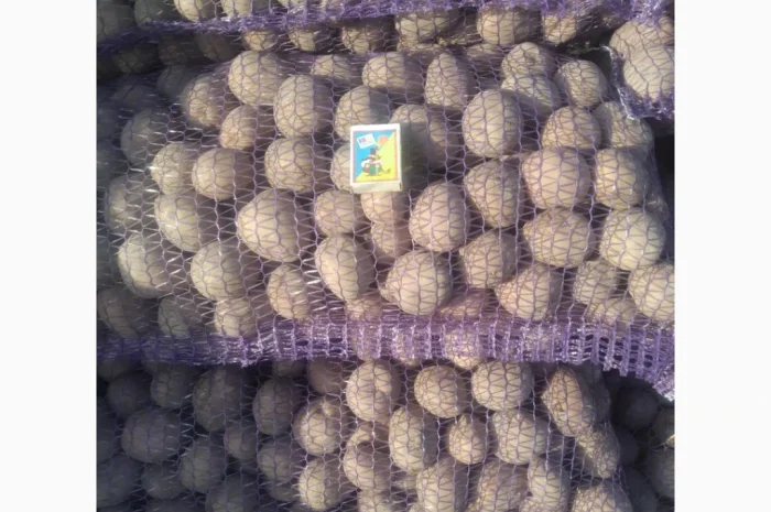 Насіння картоплі сорт: Белароса, Королева Анна- фото № 1