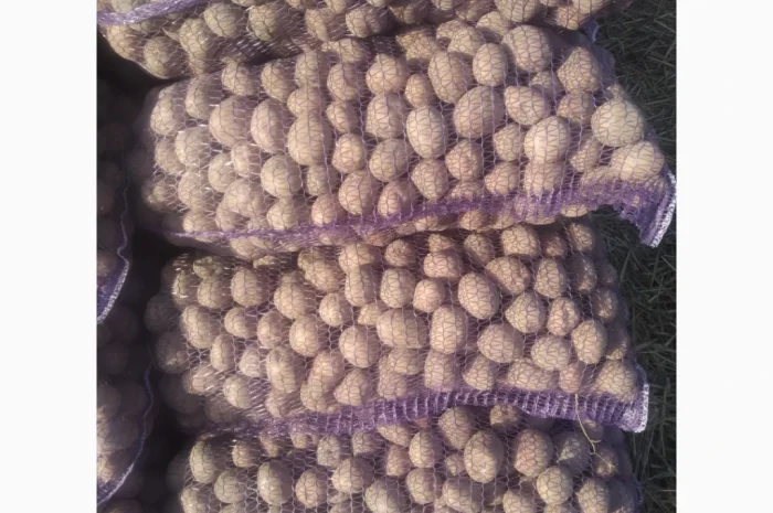 Насіння картоплі сорт: Белароса, Королева Анна- фото № 2