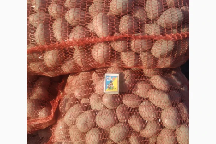 Насіння картоплі сорт: Белароса, Королева Анна- фото № 3