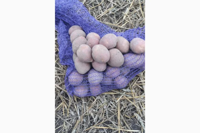 Продаж насіннєвої картоплі сорту Королева Анна- фото № 1