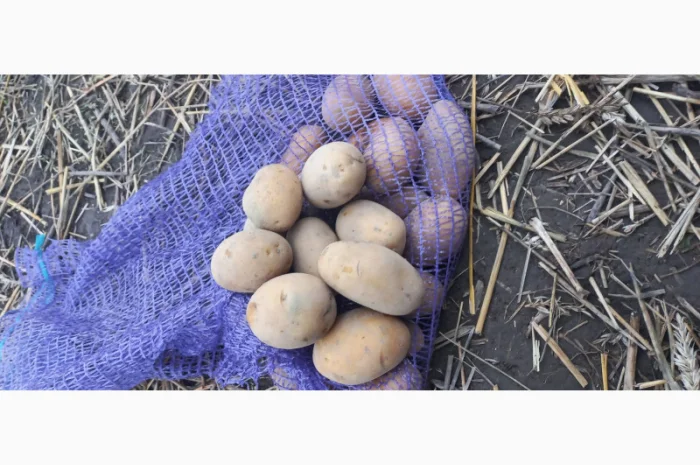 Продаж насіннєвої картоплі сорту Королева Анна- фото № 2