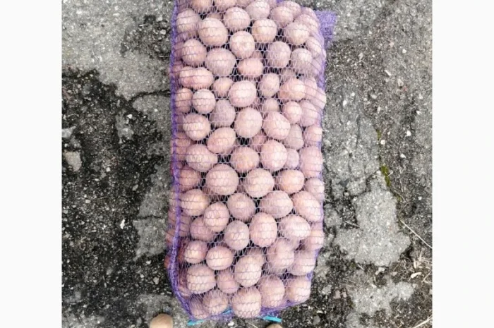 Продажа насинневой картошки сорта Белароса- фото № 1