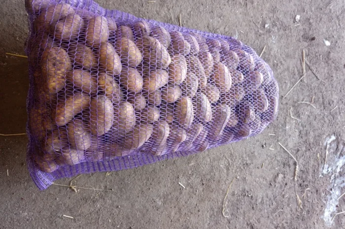 Продажа насинневой картошки сорта Гранада- фото № 1