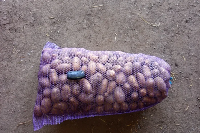 Продажа насинневой картошки сорта Гранада- фото № 2