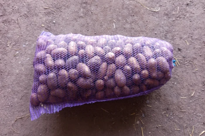 Продажа насинневой картошки сорта Гранада- фото № 4