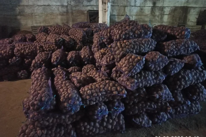 Картопля сорту Гренада в продажу- фото № 1